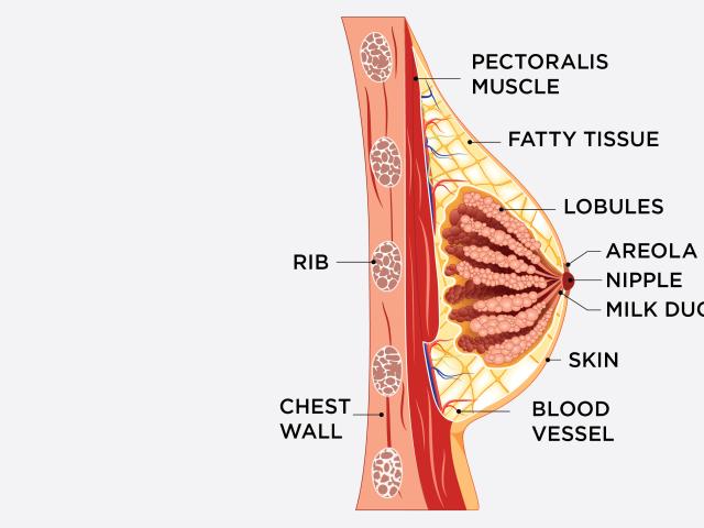 anatomía del pecho