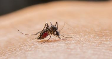 El mosquito Aedes está contagiando el virus del dengue. 